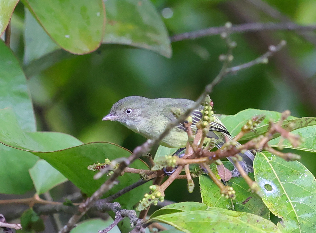 Mishana Tyrannulet