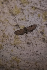 Eupithecia centaureata