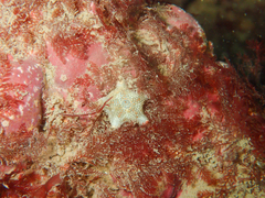 Asterina