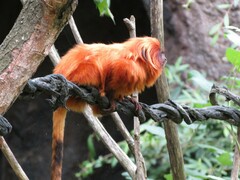 Leontopithecus