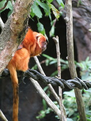 Leontopithecus