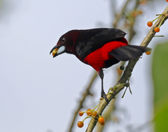 Ramphocelus melanogaster