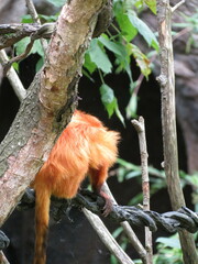 Leontopithecus