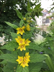 Lysimachia punctata