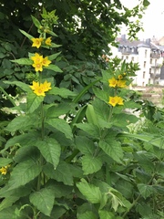 Lysimachia punctata
