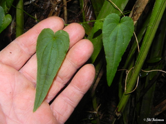 Dioscorea pedicellata