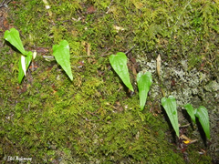 Dioscorea pedicellata