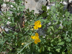 Chelidonium