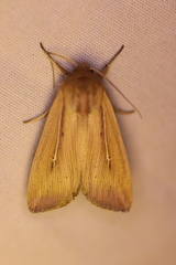 Leucania phragmitidicola