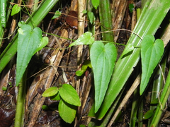 Dioscorea pedicellata