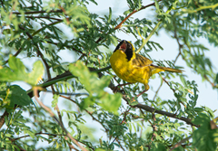 Geothlypis flavovelata