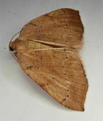 Sestra humeraria