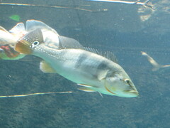 Cichla
