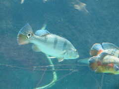 Cichla