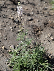 Lupinus argenteus argenteus
