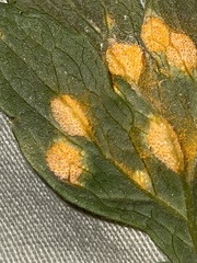 Puccinia hydrophylli