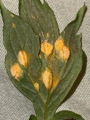 Puccinia hydrophylli