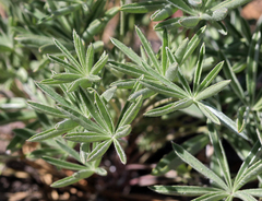 Lupinus argenteus argenteus