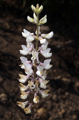 Lupinus argenteus argenteus