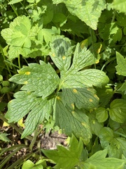 Puccinia hydrophylli
