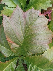 Rodgersia