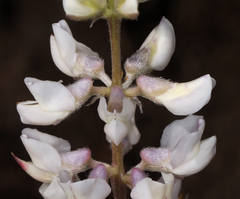 Lupinus argenteus argenteus