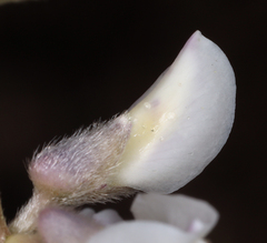 Lupinus argenteus argenteus