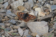 Euphydryas anicia brucei