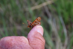 Euphydryas anicia brucei