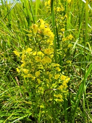 Lysimachia hybrida