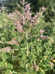 Mentha × rotundifolia