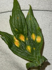 Puccinia hydrophylli