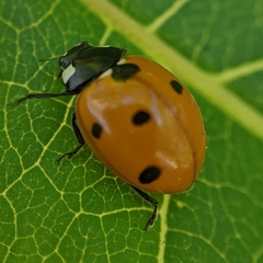 Coccinella septempunctata