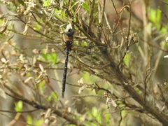Rhionaeschna jalapensis