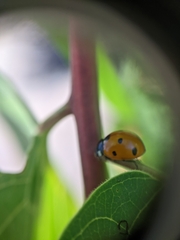 Coccinella septempunctata
