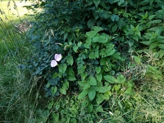 Calystegia × pulchra