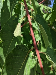 Coccinella septempunctata