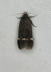 Anacampsis lupinella