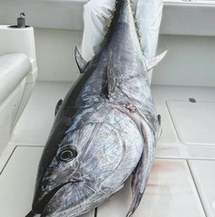 Thunnus thynnus