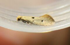 Tinea trinotella