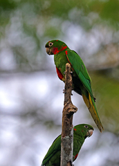 Psittacara leucophthalmus