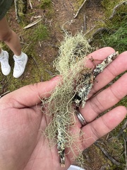 Usnea trichodea
