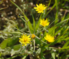 Hieracium scouleri