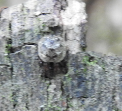 Dipoena melanogaster