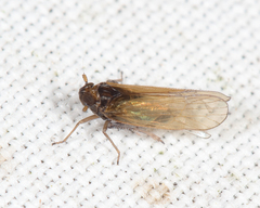 Javesella pellucida