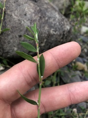 Polygonum aviculare aviculare
