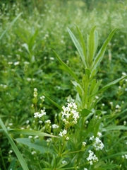 Galium rivale