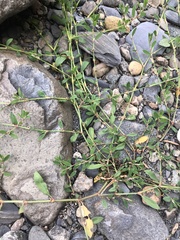 Polygonum aviculare aviculare