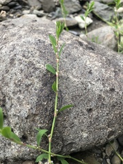 Polygonum aviculare aviculare