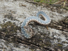 Heterodon nasicus